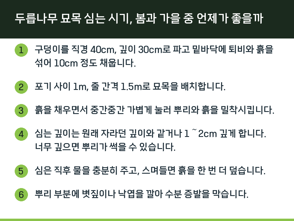 두릅나무 묘목 심는 시기, 봄과 가을 중 언제가 좋을까
