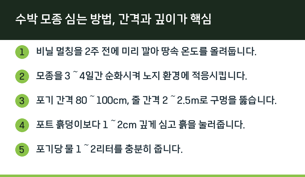 수박 모종 심는 방법, 간격과 깊이가 핵심