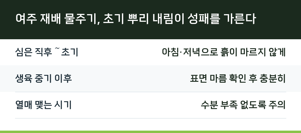 여주 재배 물주기, 초기 뿌리 내림이 성패를 가른다