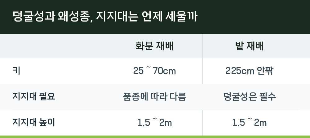 덩굴성과 왜성종, 지지대는 언제 세울까