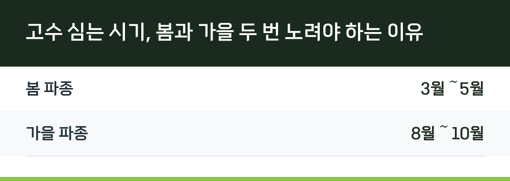 고수 심는 시기, 봄과 가을 두 번 노려야 하는 이유