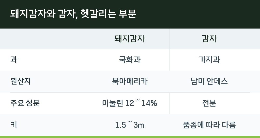 돼지감자와 감자, 헷갈리는 부분