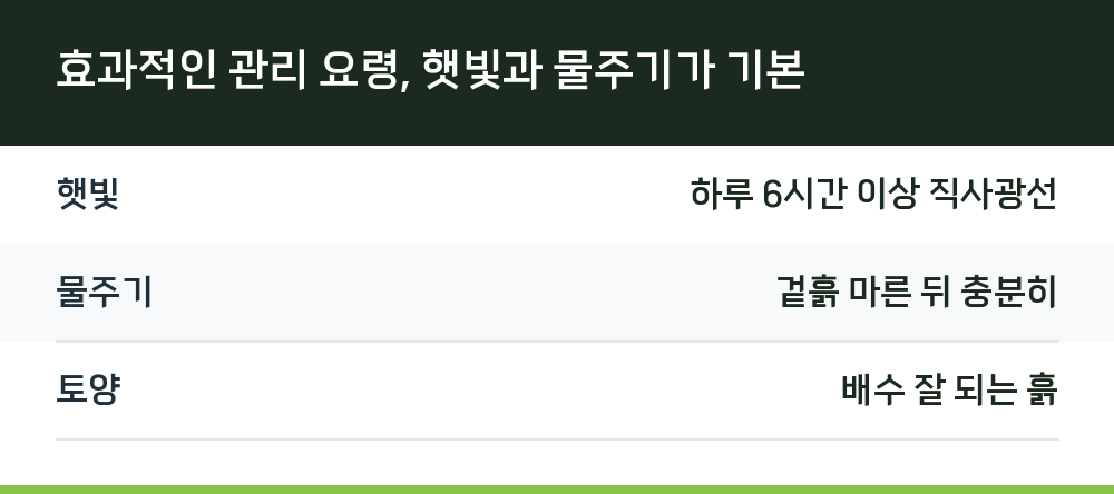 효과적인 관리 요령, 햇빛과 물주기가 기본