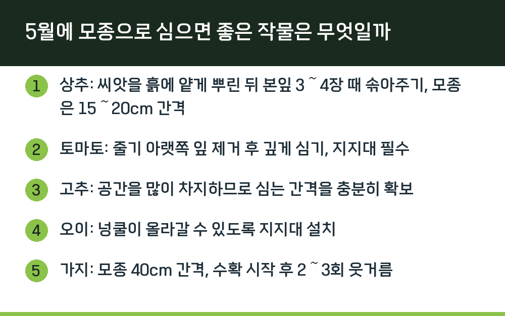 5월에 모종으로 심으면 좋은 작물은 무엇일까