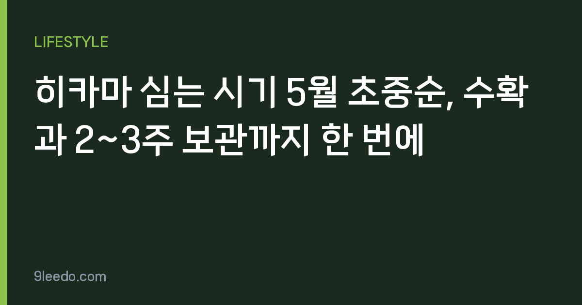 히카마 심는 시기 5월 초중순, 수확과 2~3주 보관까지 한 번에