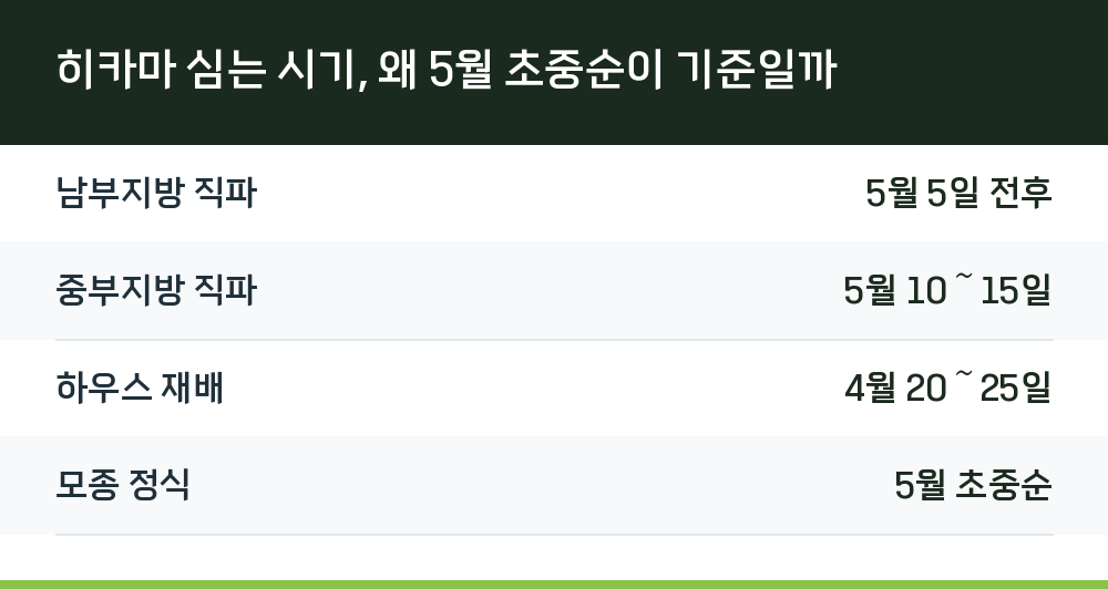 히카마 심는 시기, 왜 5월 초중순이 기준일까