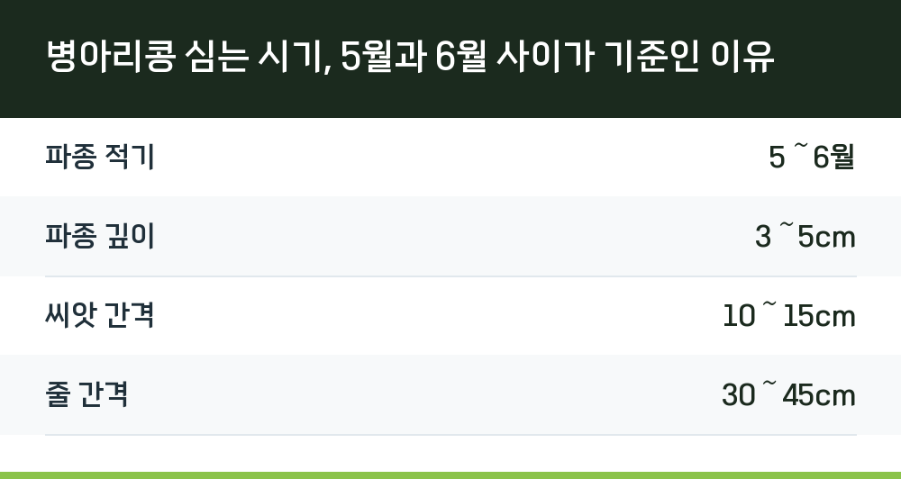 병아리콩 심는 시기, 5월과 6월 사이가 기준인 이유