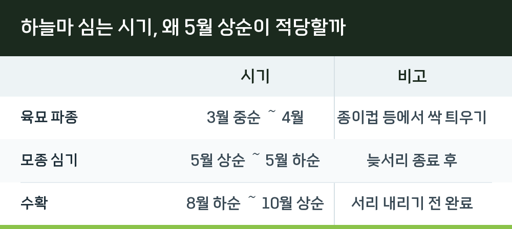 하늘마 심는 시기, 왜 5월 상순이 적당할까