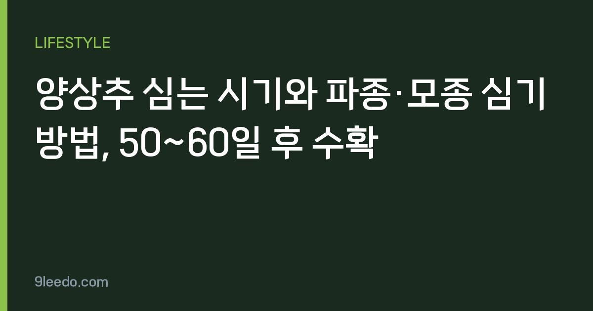 양상추 심는 시기와 파종·모종 심기 방법, 50~60일 후 수확
