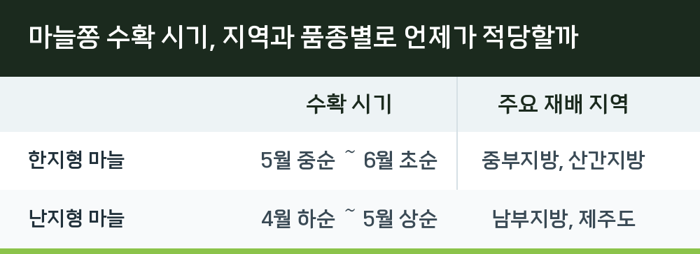 마늘쫑 수확 시기, 지역과 품종별로 언제가 적당할까