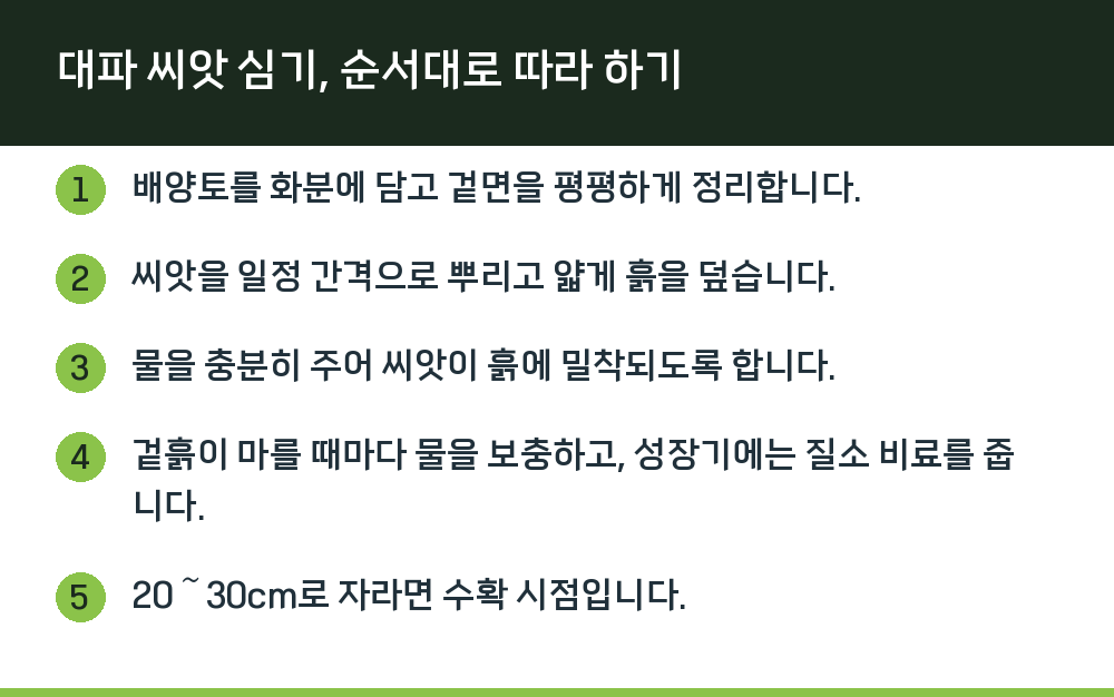 대파 씨앗 심기, 순서대로 따라 하기