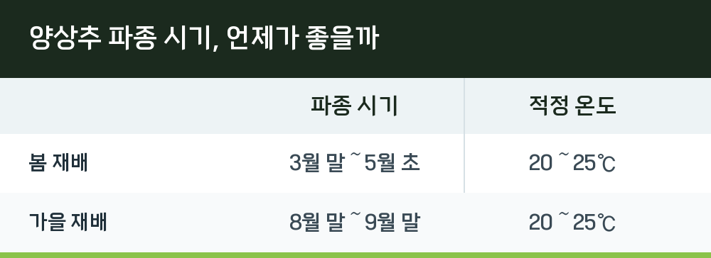 양상추 파종 시기, 언제가 좋을까