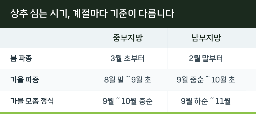 상추 심는 시기, 계절마다 기준이 다릅니다