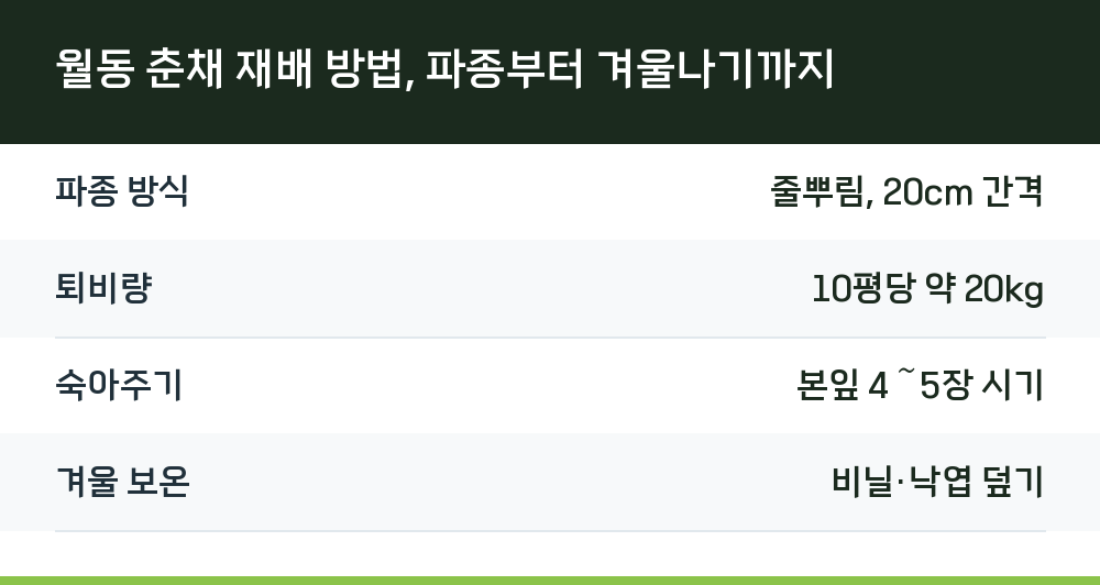 월동 춘채 재배 방법, 파종부터 겨울나기까지