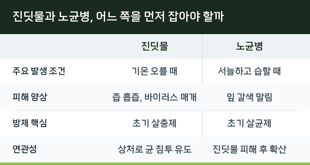 진딧물과 노균병, 어느 쪽을 먼저 잡아야 할까