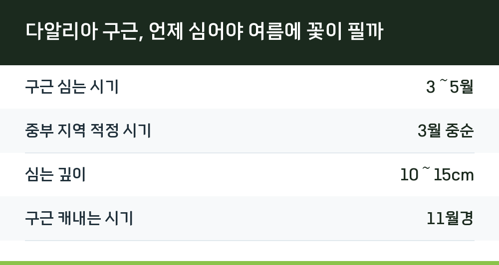 다알리아 구근, 언제 심어야 여름에 꽃이 필까