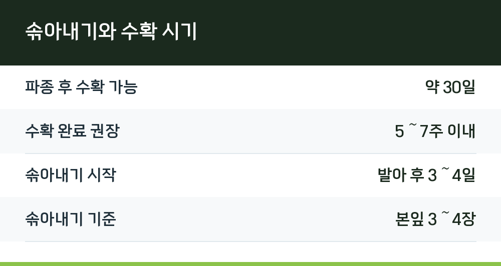 솎아내기와 수확 시기