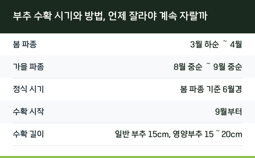 부추 수확 시기와 방법, 언제 잘라야 계속 자랄까
