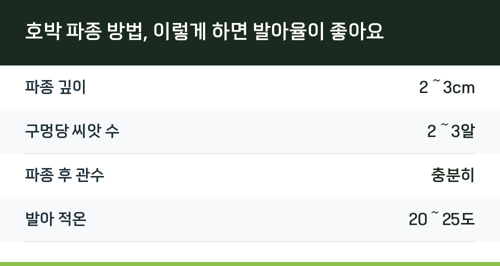 호박 파종 방법, 이렇게 하면 발아율이 좋아요
