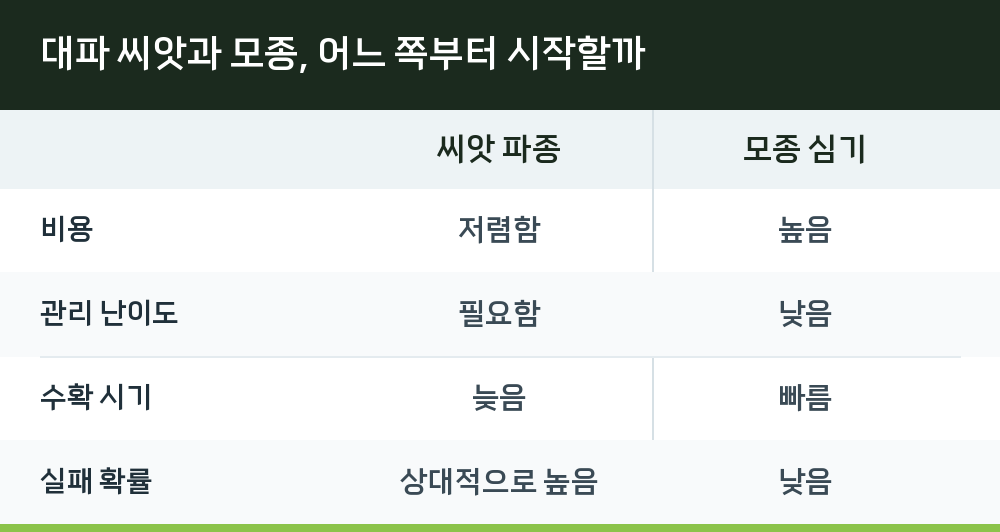 대파 씨앗과 모종, 어느 쪽부터 시작할까