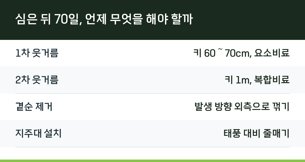 심은 뒤 70일, 언제 무엇을 해야 할까