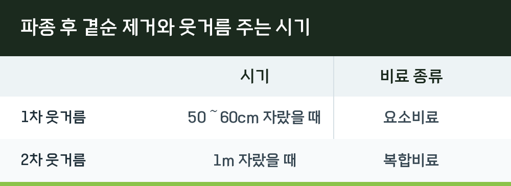 파종 후 곁순 제거와 웃거름 주는 시기