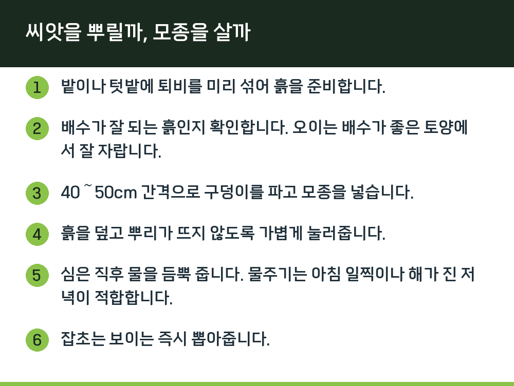 씨앗을 뿌릴까, 모종을 살까