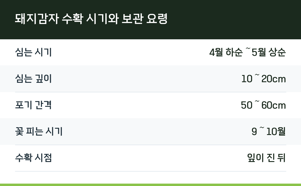 돼지감자 수확 시기와 보관 요령