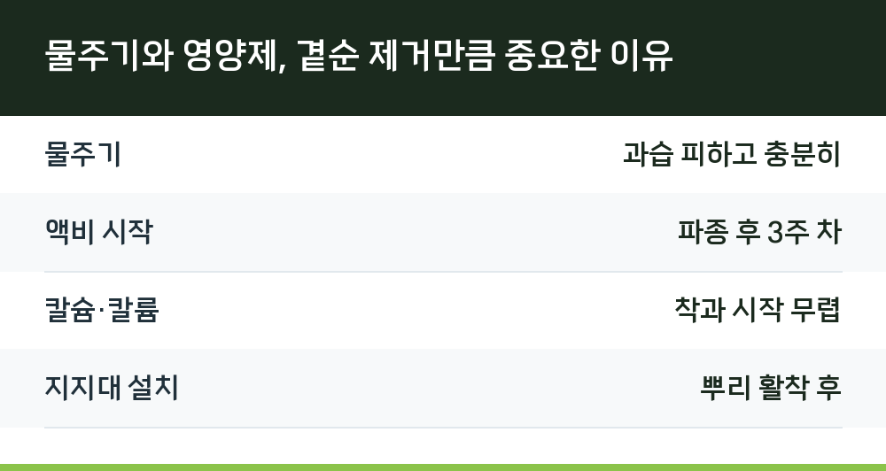 물주기와 영양제, 곁순 제거만큼 중요한 이유