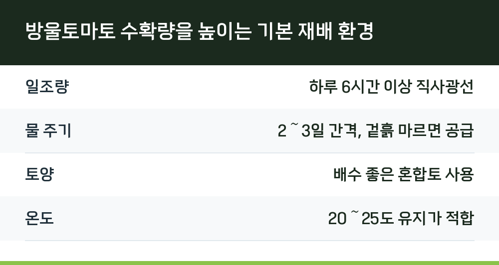 방울토마토 수확량을 높이는 기본 재배 환경