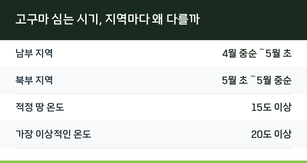 고구마 심는 시기, 지역마다 왜 다를까