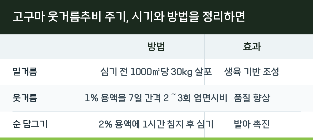 고구마 웃거름추비 주기, 시기와 방법을 정리하면