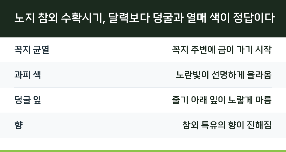 노지 참외 수확시기, 달력보다 덩굴과 열매 색이 정답이다