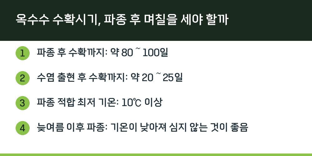 옥수수 수확시기, 파종 후 며칠을 세야 할까