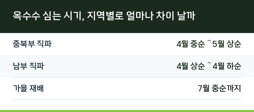 옥수수 심는 시기, 지역별로 얼마나 차이 날까