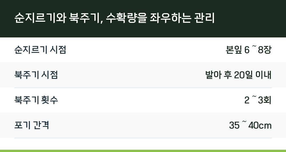 순지르기와 북주기, 수확량을 좌우하는 관리