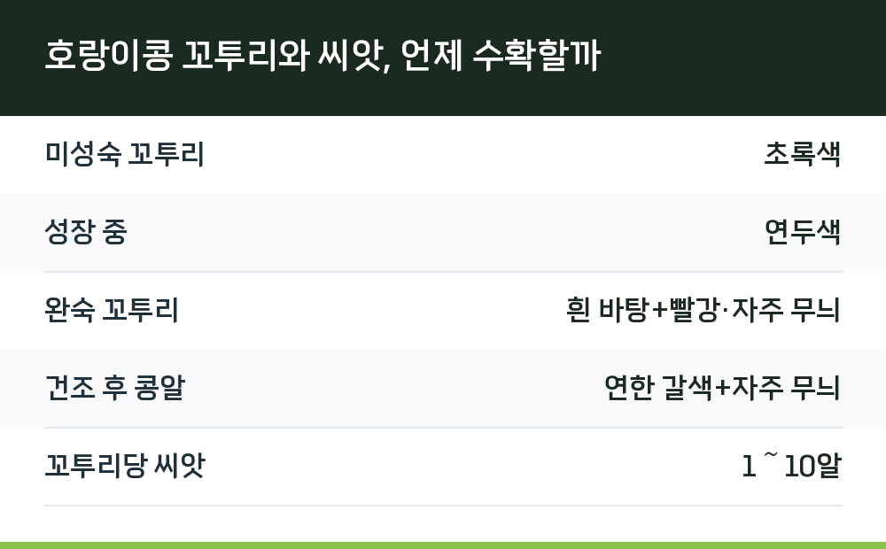 호랑이콩 꼬투리와 씨앗, 언제 수확할까