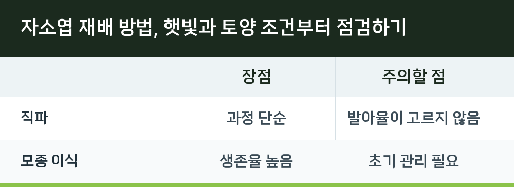자소엽 재배 방법, 햇빛과 토양 조건부터 점검하기