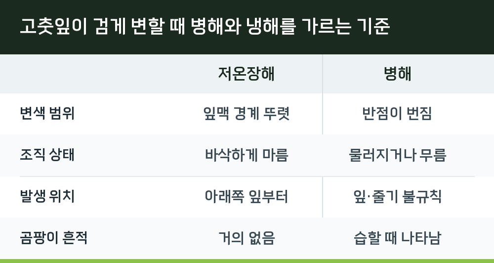 고춧잎이 검게 변할 때 병해와 냉해를 가르는 기준