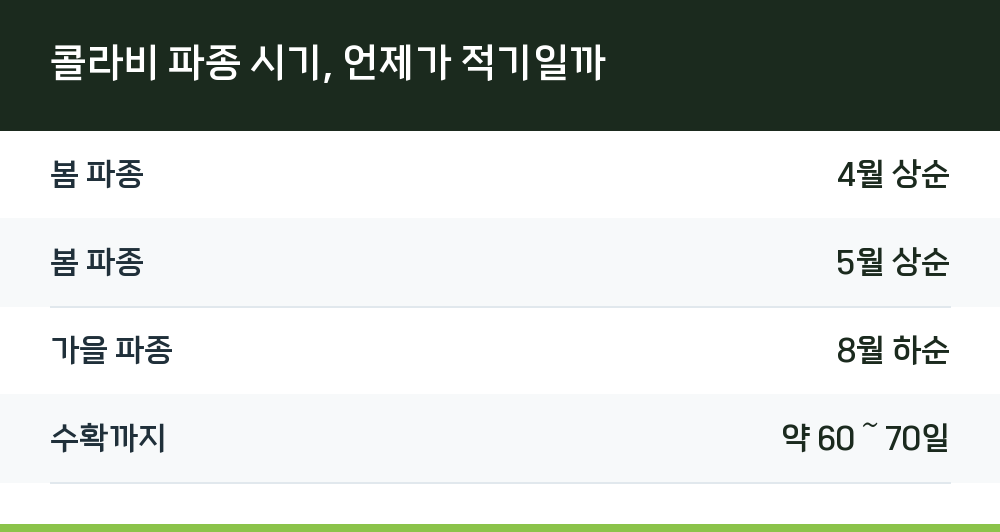 콜라비 파종 시기, 언제가 적기일까