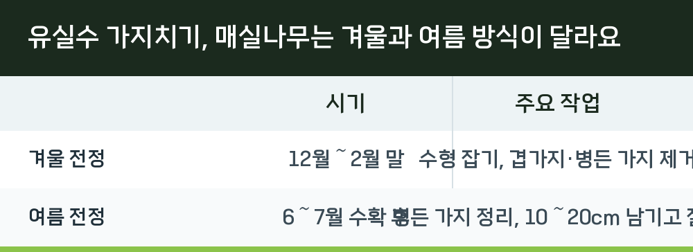 유실수 가지치기, 매실나무는 겨울과 여름 방식이 달라요