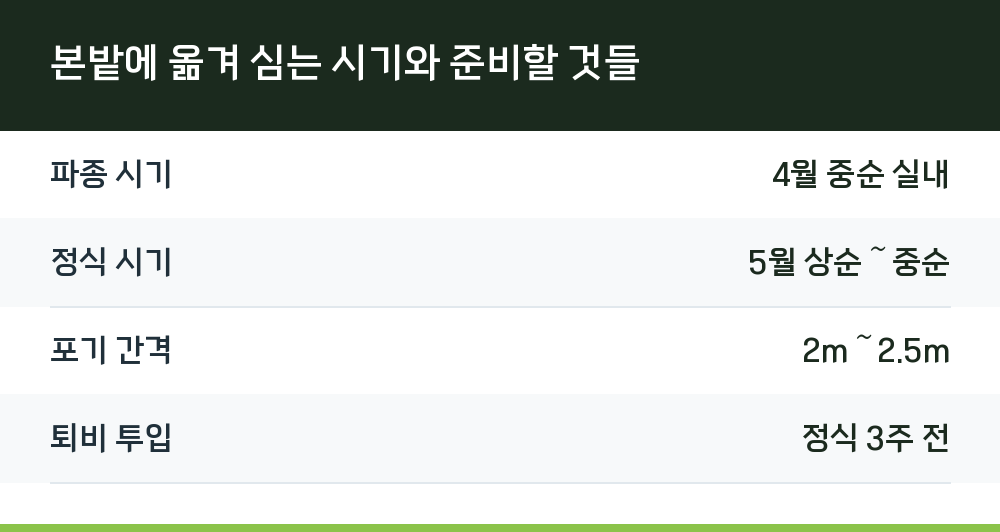본밭에 옮겨 심는 시기와 준비할 것들