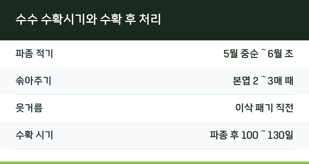 수수 수확시기와 수확 후 처리