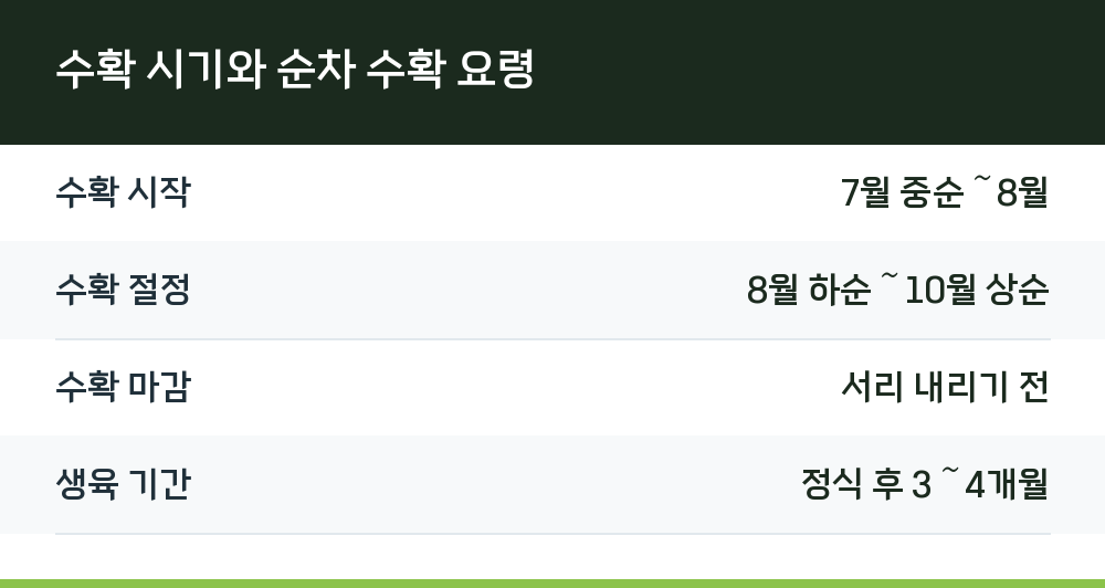 수확 시기와 순차 수확 요령