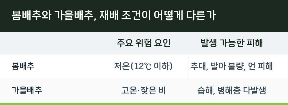 봄배추와 가을배추, 재배 조건이 어떻게 다른가