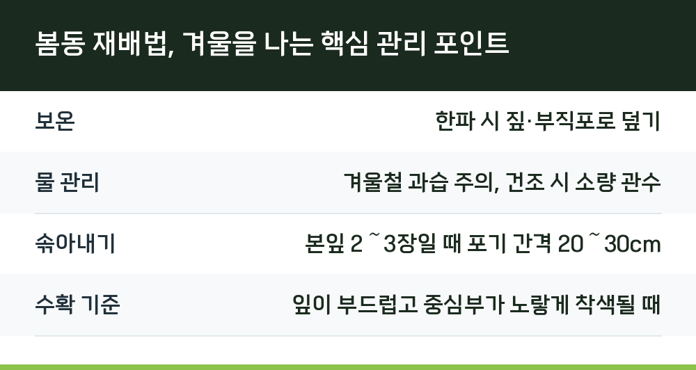 봄동 재배법, 겨울을 나는 핵심 관리 포인트