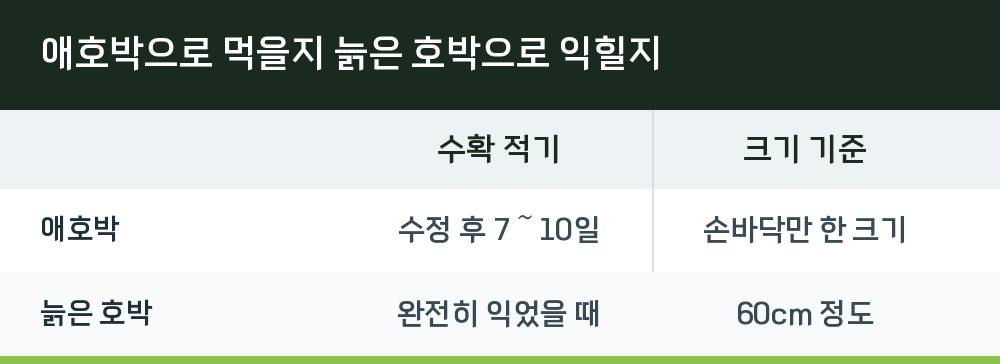 애호박으로 먹을지 늙은 호박으로 익힐지