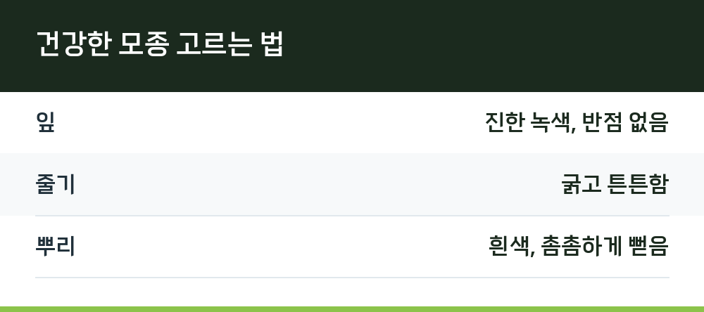 건강한 모종 고르는 법