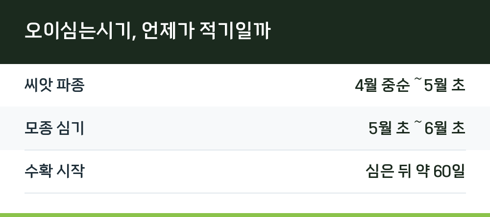 오이심는시기, 언제가 적기일까