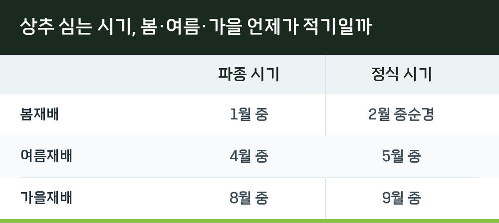 상추 심는 시기, 봄·여름·가을 언제가 적기일까